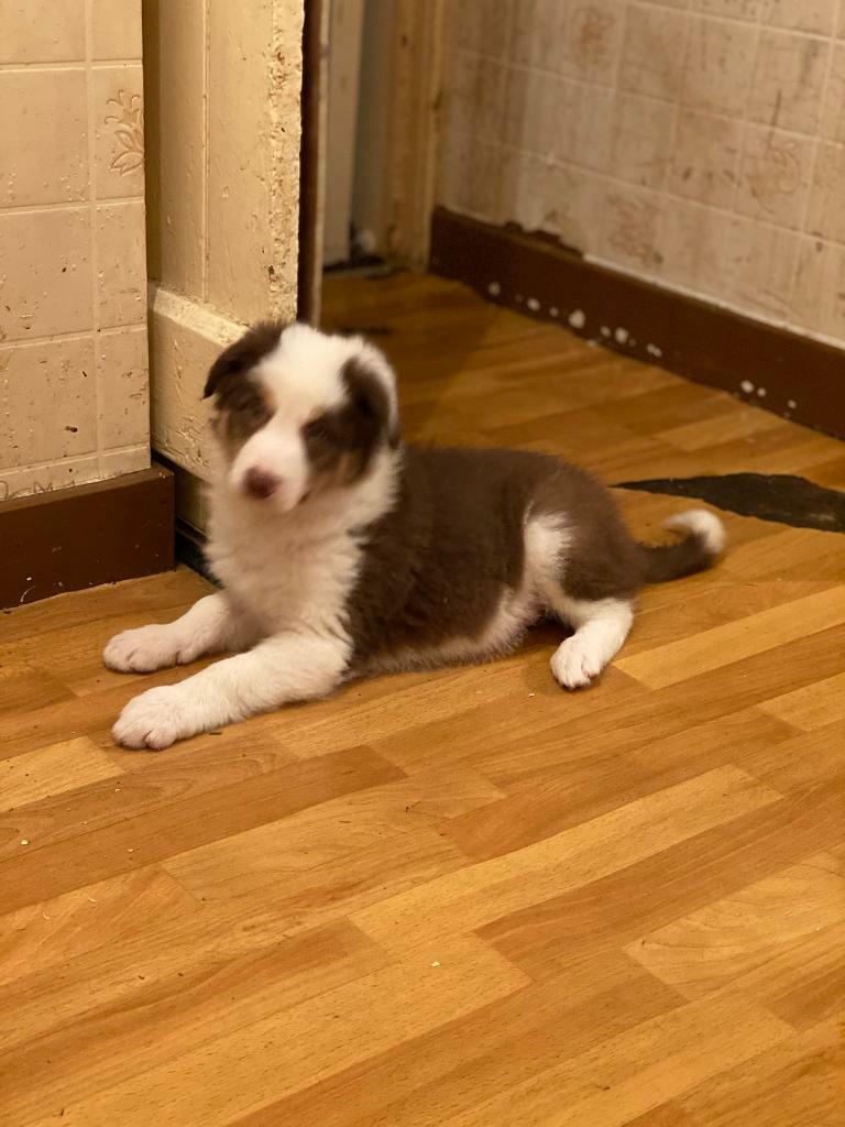 border collie pups gumtree